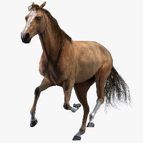 3D Horse (Animated) model
